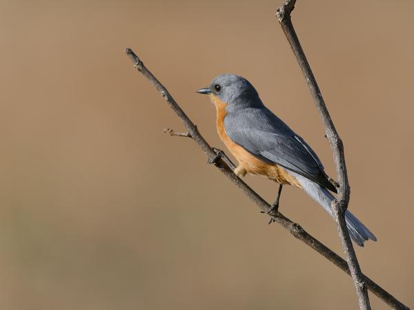 <h3><a href="/trips/tanzania/biota/animalia/chordata/aves/040 passeriformes/108 muscicapidae/empidornis semipartitus/empidornis semipartitus-nl.html">Empidornis&nbsp;semipartitus</a> / Silverbird / Zilvervliegenvanger</h3>OM-1 Mark II met OLYMPUS M.150-400mm F4.5, 1/2000 sec  bij F4.5, ISO 250, afstand 11.8&nbsp;m